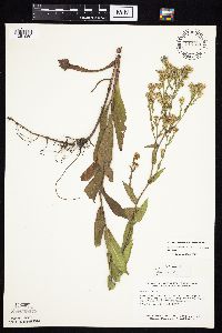 Symphyotrichum laeve image