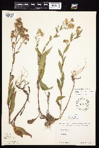 Symphyotrichum laeve image