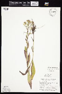 Symphyotrichum laeve image