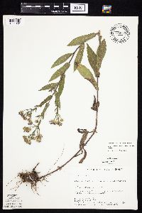 Symphyotrichum laeve var. laeve image