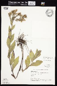 Symphyotrichum laeve image