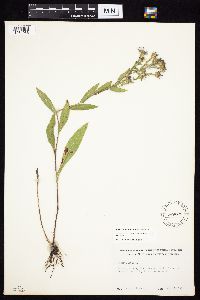 Symphyotrichum laeve image