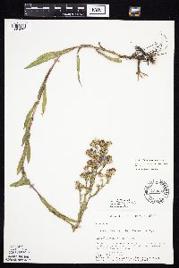 Symphyotrichum laeve image