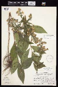 Symphyotrichum laeve image