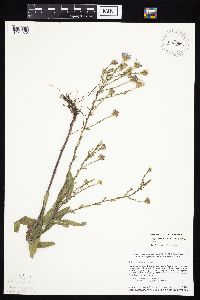 Symphyotrichum laeve var. laeve image