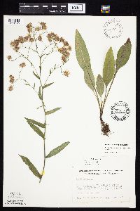 Symphyotrichum laeve image