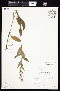 Symphyotrichum laeve image