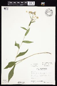 Symphyotrichum laeve image
