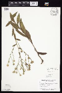 Symphyotrichum laeve image