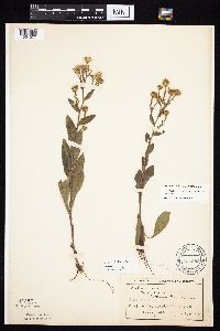 Symphyotrichum laeve var. laeve image