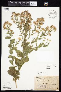 Symphyotrichum laeve image