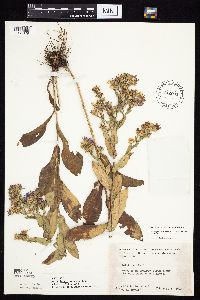 Symphyotrichum laeve var. laeve image
