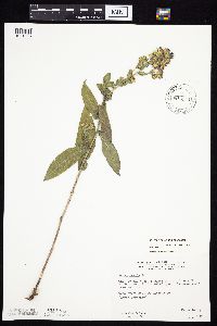 Symphyotrichum laeve image