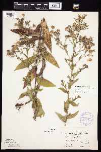 Symphyotrichum laeve var. laeve image