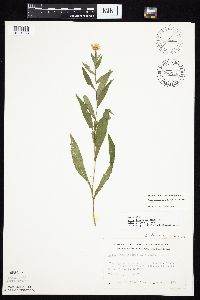 Symphyotrichum laeve image