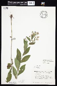 Symphyotrichum laeve var. laeve image