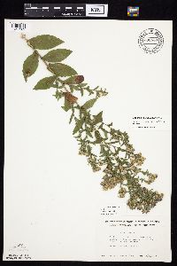 Symphyotrichum laeve image