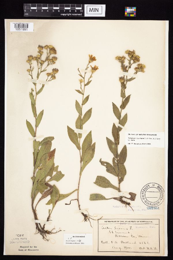 Symphyotrichum image