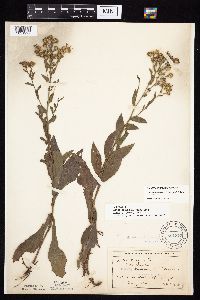 Symphyotrichum laeve image