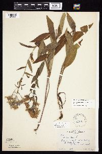 Symphyotrichum laeve image