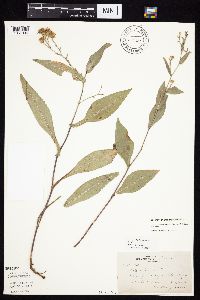 Symphyotrichum laeve image