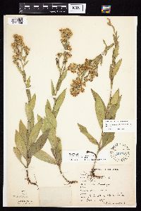 Symphyotrichum laeve var. laeve image