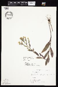 Symphyotrichum laeve image