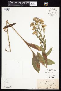 Symphyotrichum laeve image