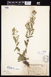 Symphyotrichum laeve image