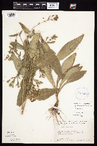 Symphyotrichum laeve var. laeve image