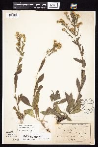 Symphyotrichum laeve image