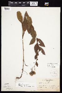 Symphyotrichum laeve image