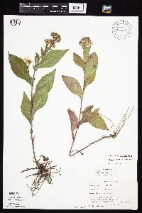 Symphyotrichum laeve var. laeve image