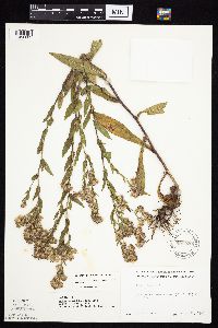 Symphyotrichum laeve image