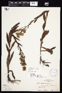 Symphyotrichum laeve image