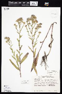 Symphyotrichum laeve image