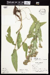 Symphyotrichum laeve image