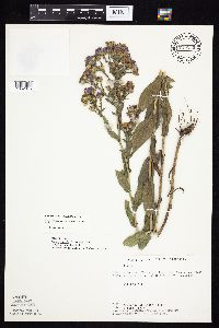 Symphyotrichum laeve image