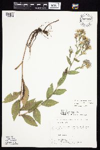 Symphyotrichum laeve var. laeve image