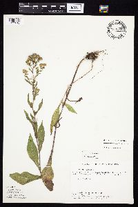 Symphyotrichum laeve image