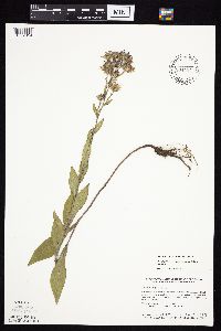 Symphyotrichum laeve image