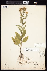 Symphyotrichum laeve image