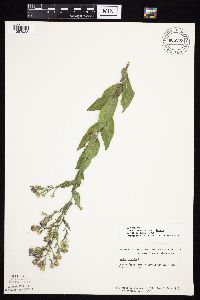 Symphyotrichum laeve image