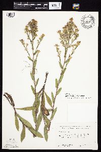 Symphyotrichum laeve image