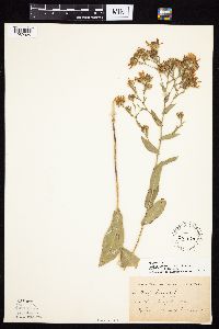 Symphyotrichum laeve image