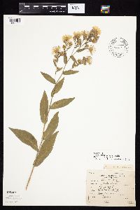 Symphyotrichum laeve var. laeve image
