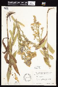 Symphyotrichum laeve image
