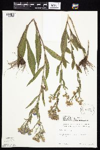 Symphyotrichum laeve var. laeve image