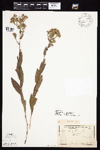 Symphyotrichum laeve image