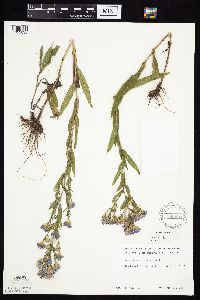 Symphyotrichum laeve image